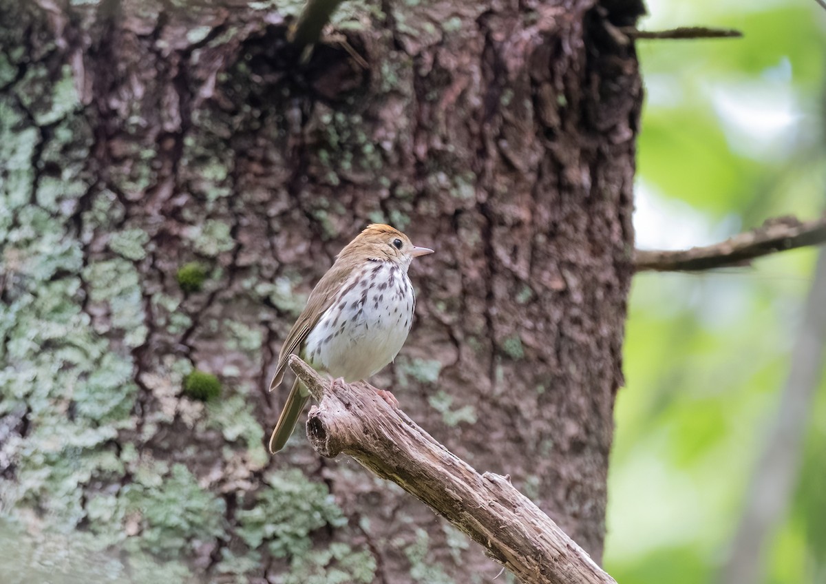 Paruline couronnée - ML620140426