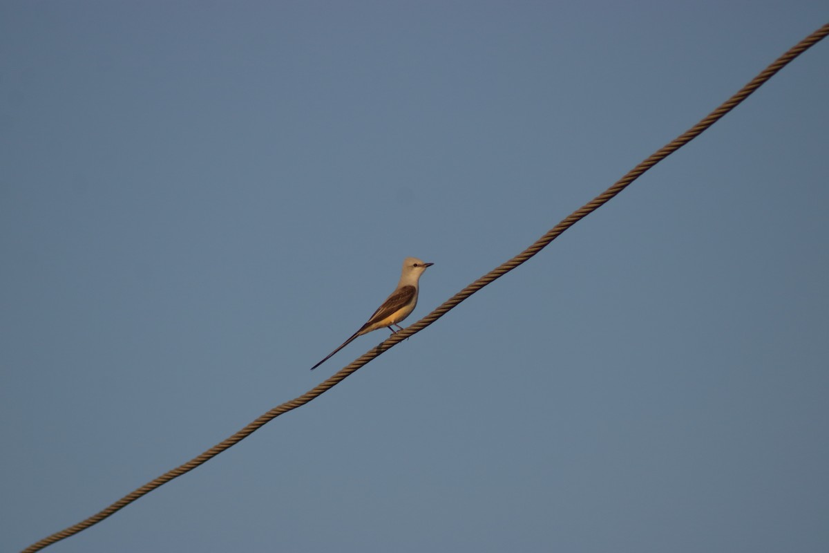 Scissor-tailed Flycatcher - ML620140428