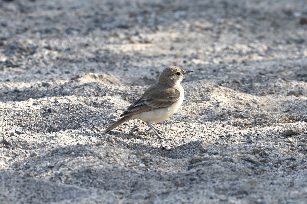 Peru Madencisi - ML620140430