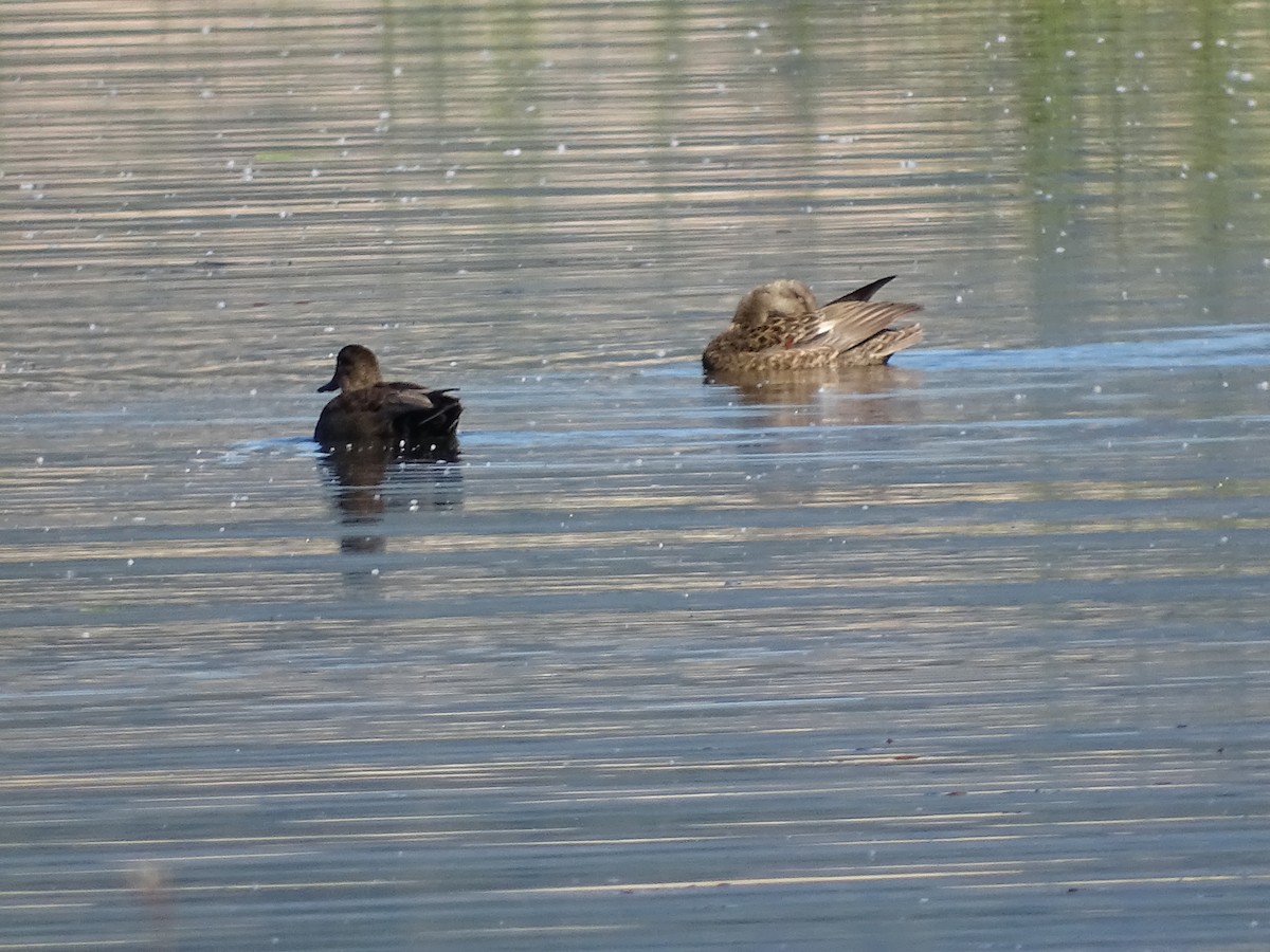 Gadwall - ML620140432