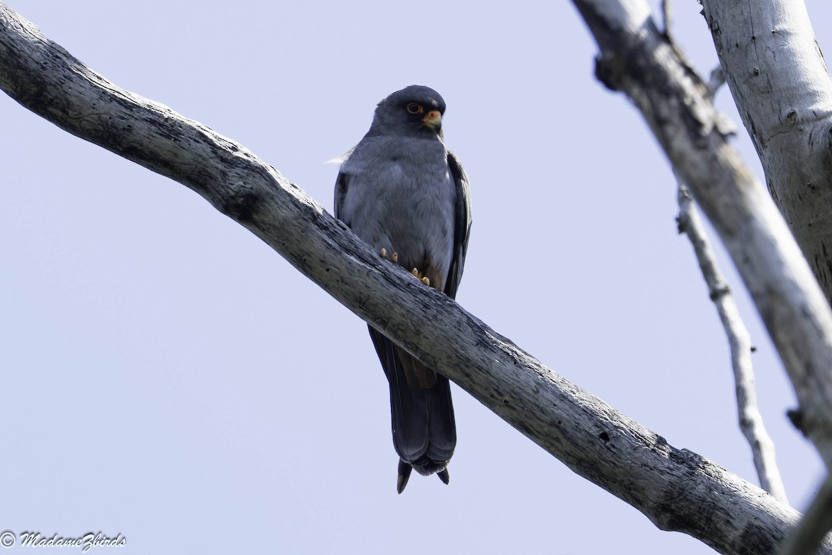 Red-footed Falcon - ML620140433