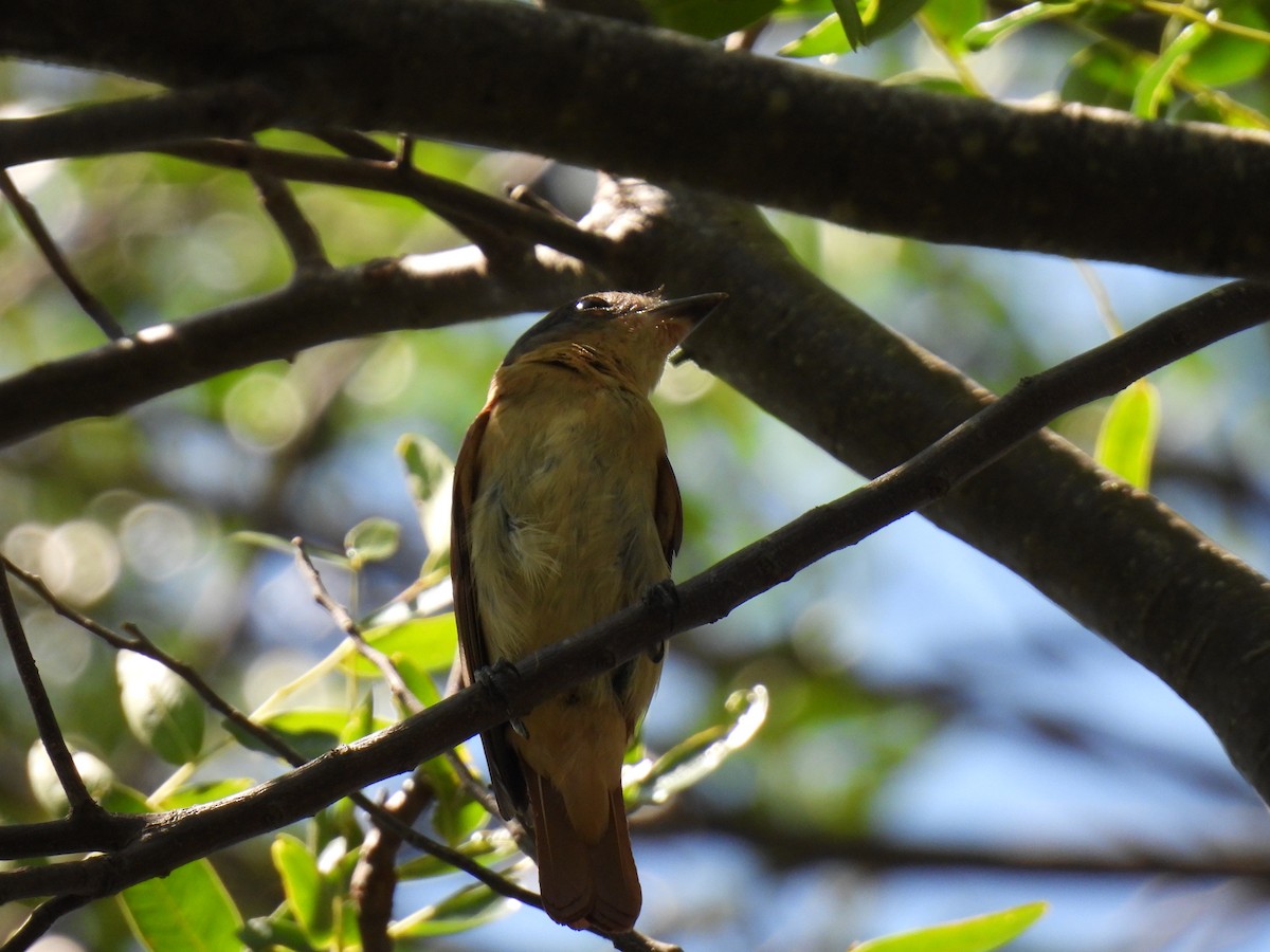 Crested Becard - ML620140453