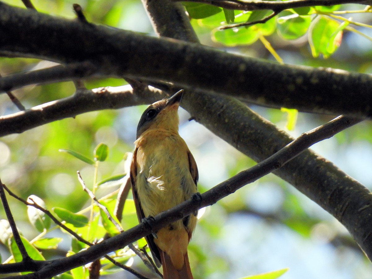 Crested Becard - Silvana Mallo