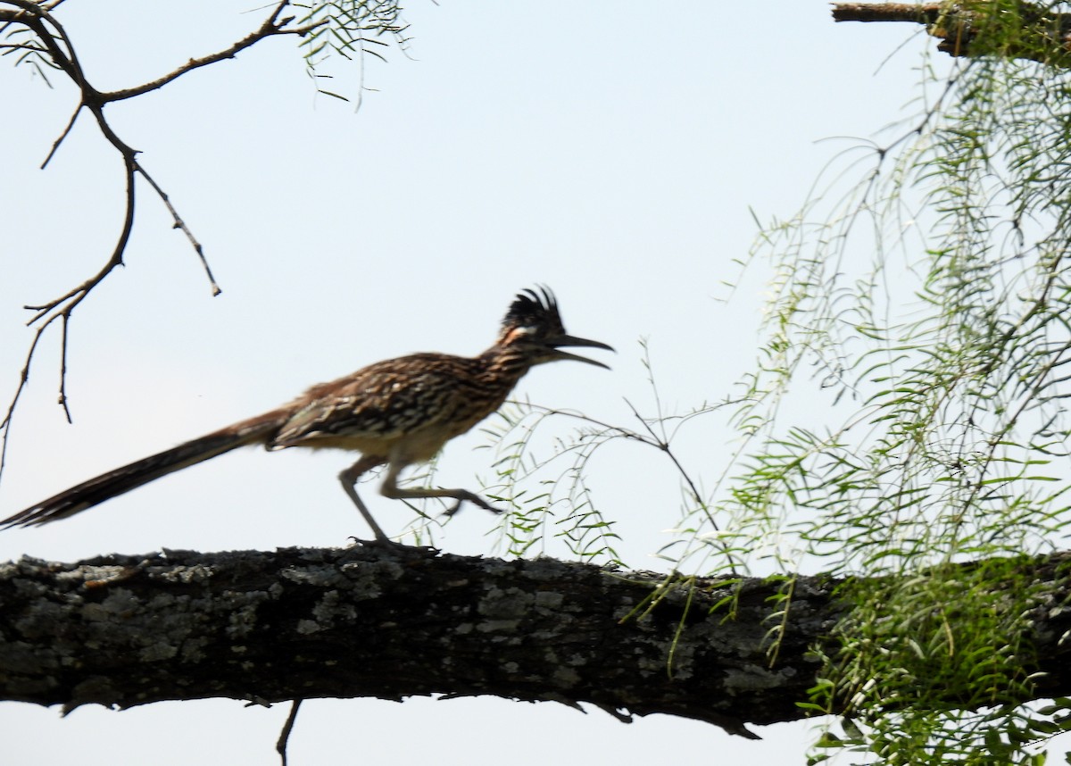 Greater Roadrunner - ML620140458