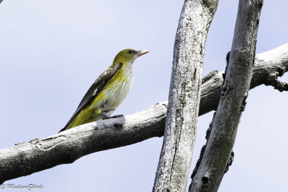 Eurasian Golden Oriole - Anita Zaabi