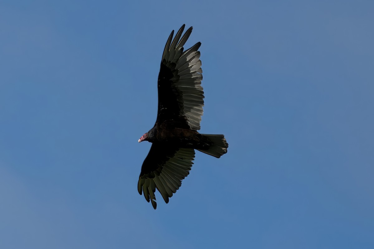 Turkey Vulture - ML620140476