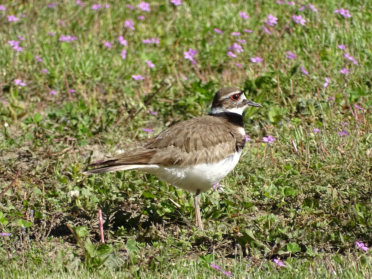 Killdeer - ML620140477