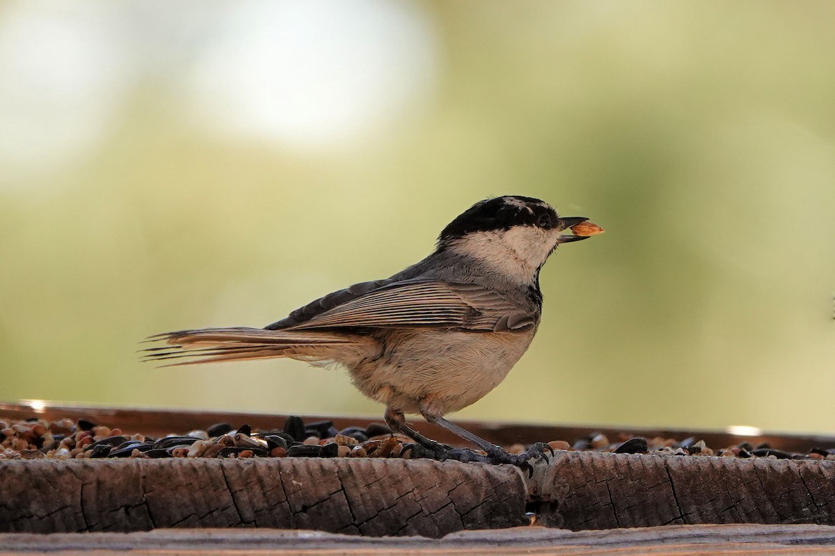 Mountain Chickadee - ML620140478