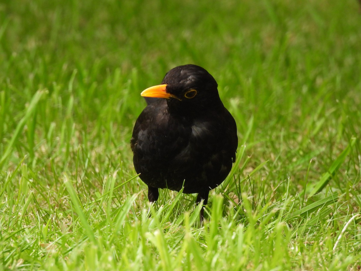 Eurasian Blackbird - ML620140488