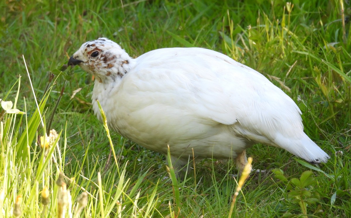 Willow Ptarmigan - ML620140508