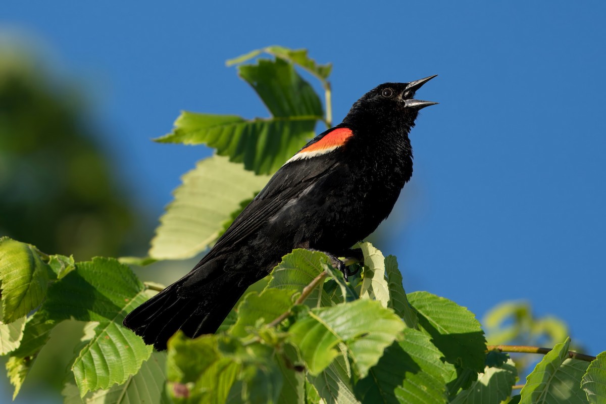 Red-winged Blackbird - ML620140515