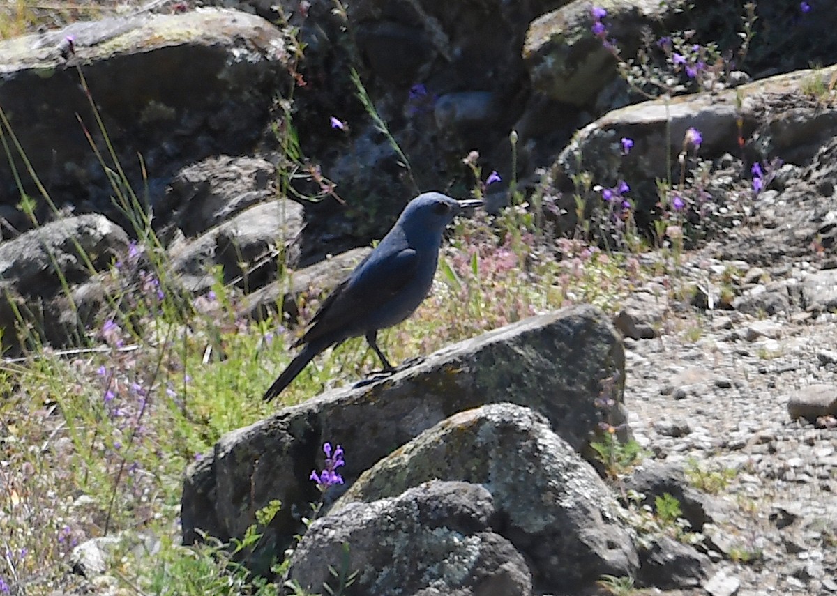 Roquero Solitario - ML620140520