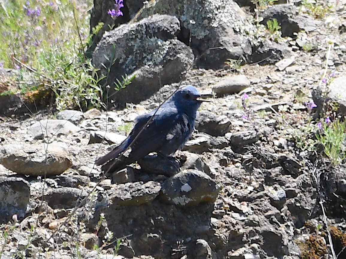 Roquero Solitario - ML620140527