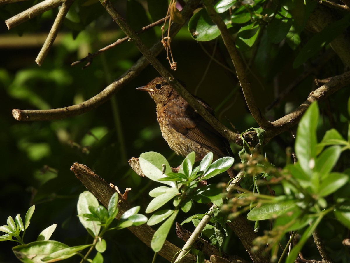 European Robin - ML620140533