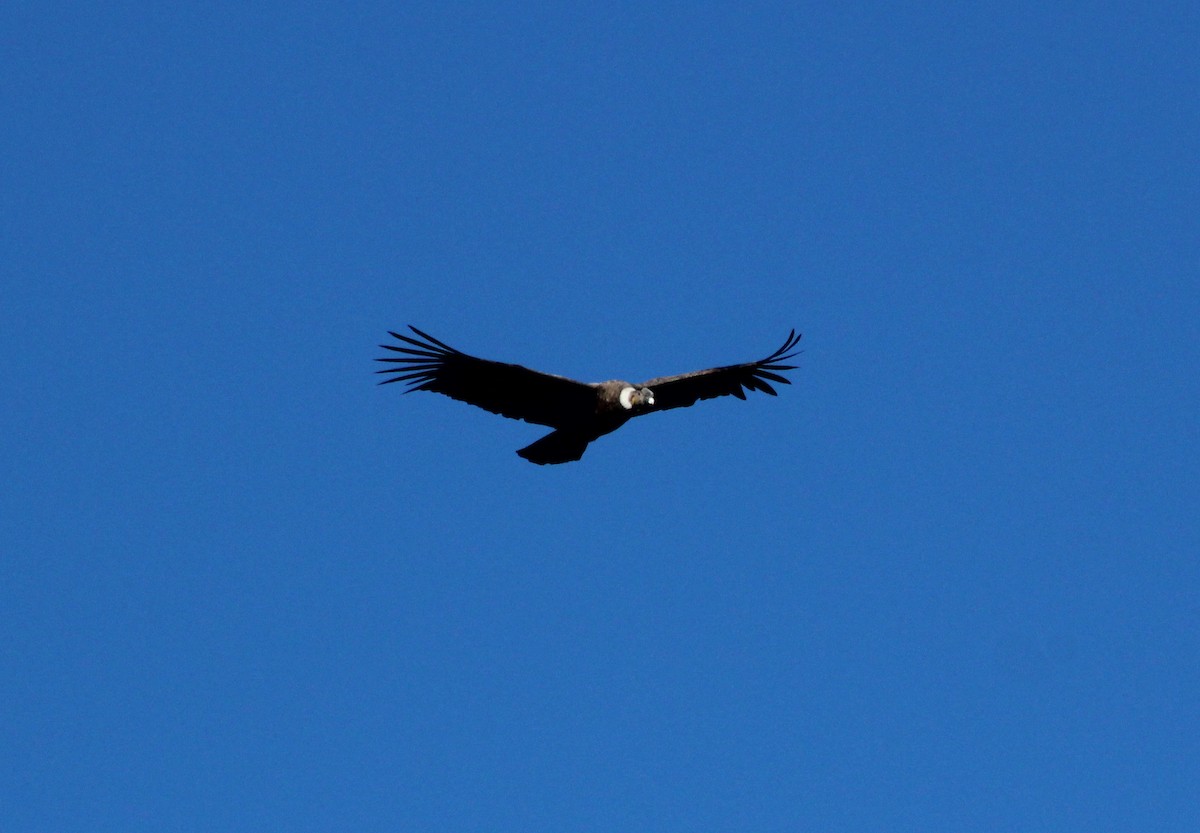 Condor des Andes - ML620140551