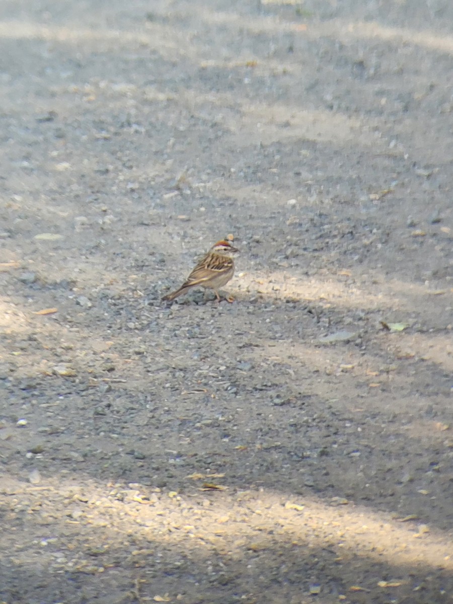 Chipping Sparrow - ML620140562