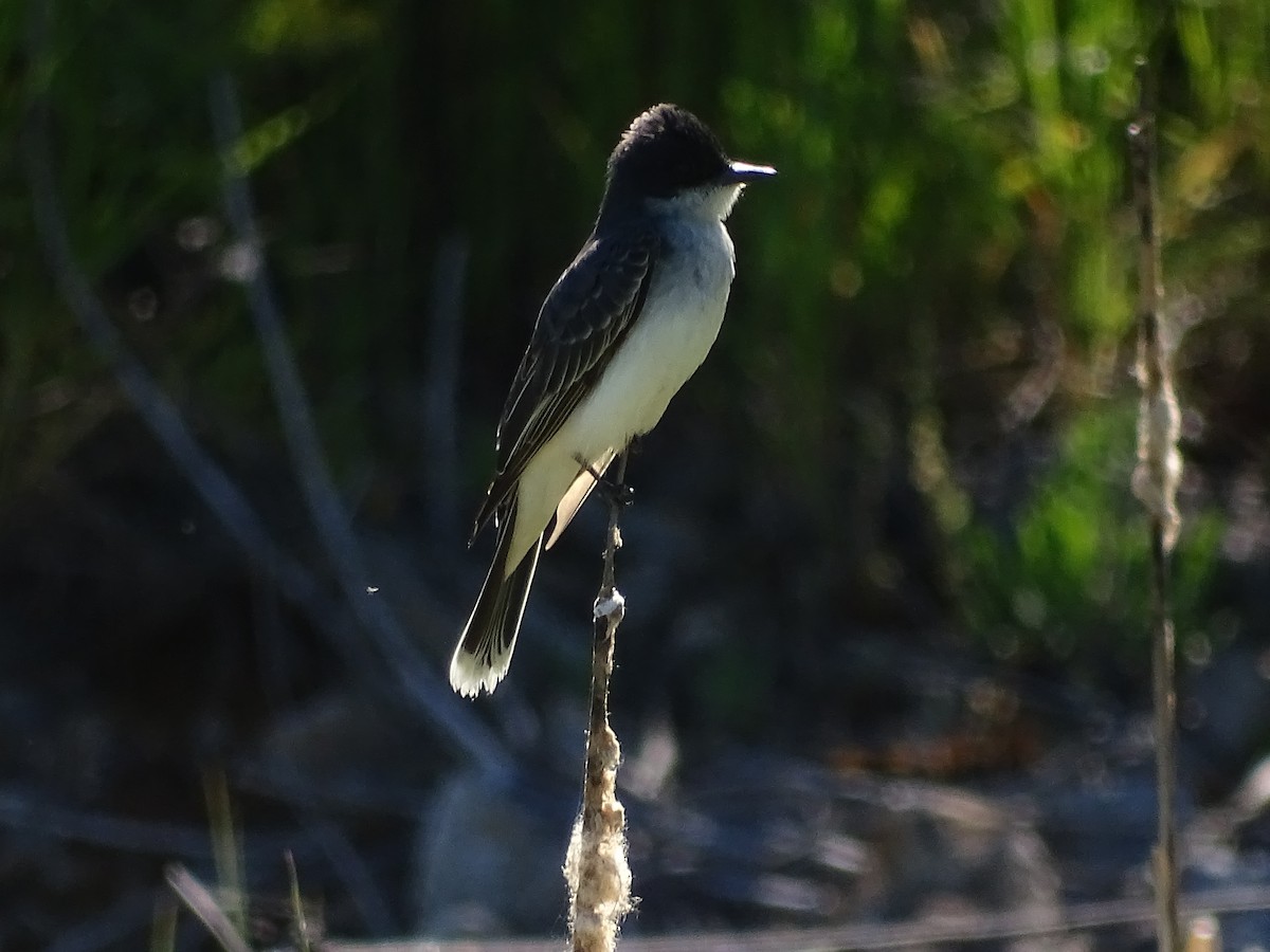 Eastern Kingbird - ML620140580