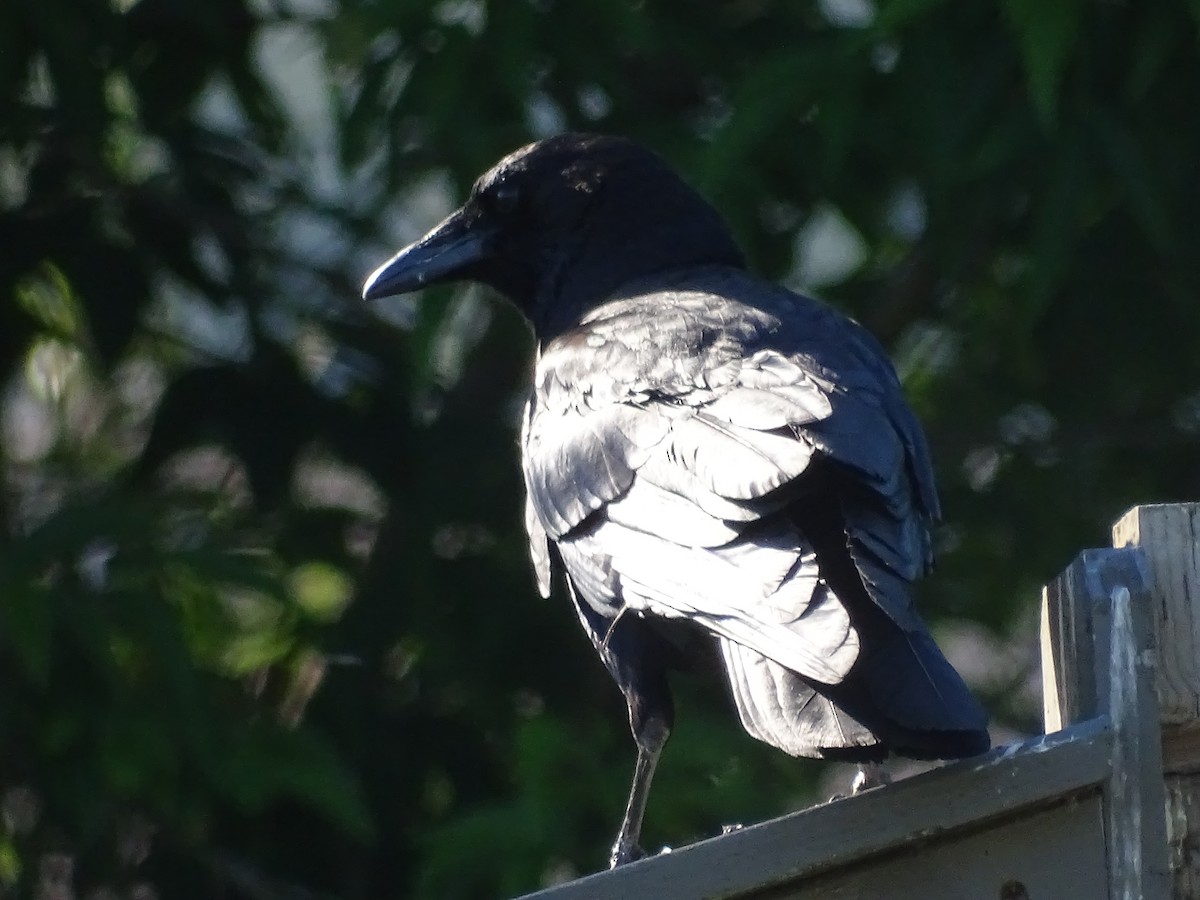 American Crow - ML620140589
