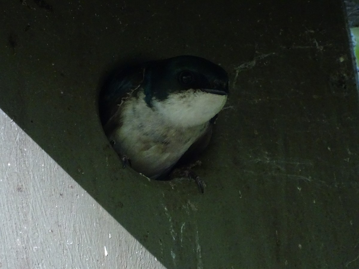 Golondrina Bicolor - ML620140606