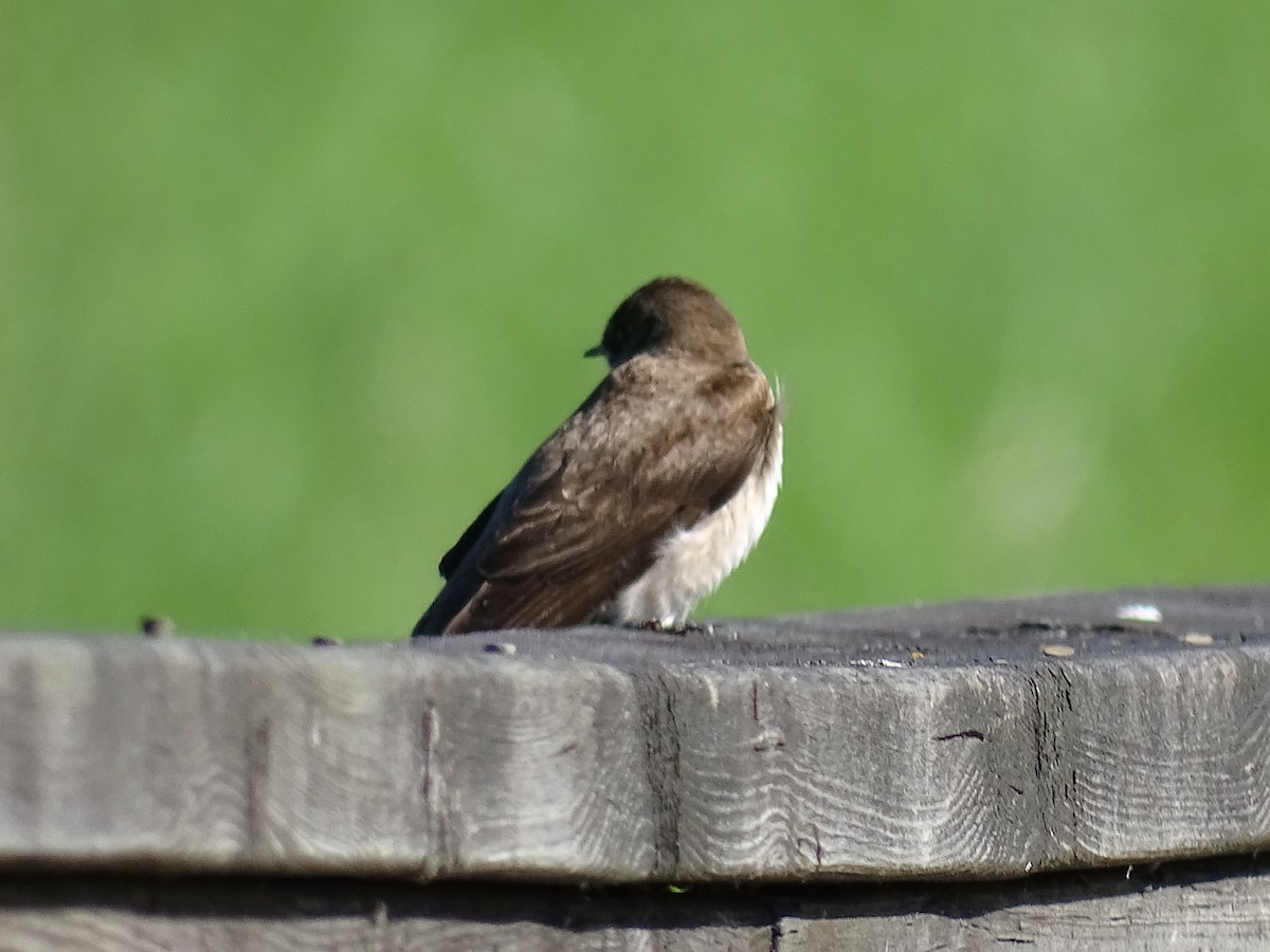 Northern Rough-winged Swallow - ML620140621