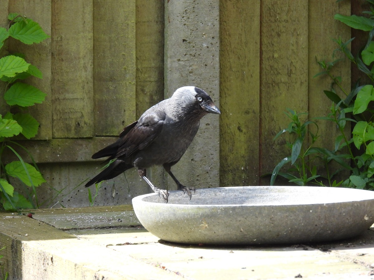 Eurasian Jackdaw - ML620140637