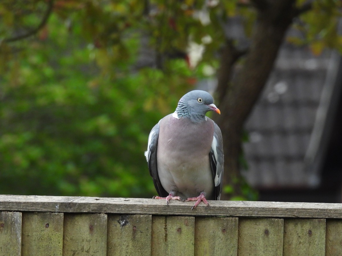 Common Wood-Pigeon - ML620140641