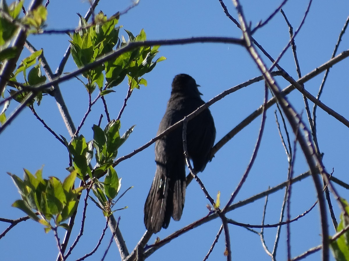 Gray Catbird - ML620140642