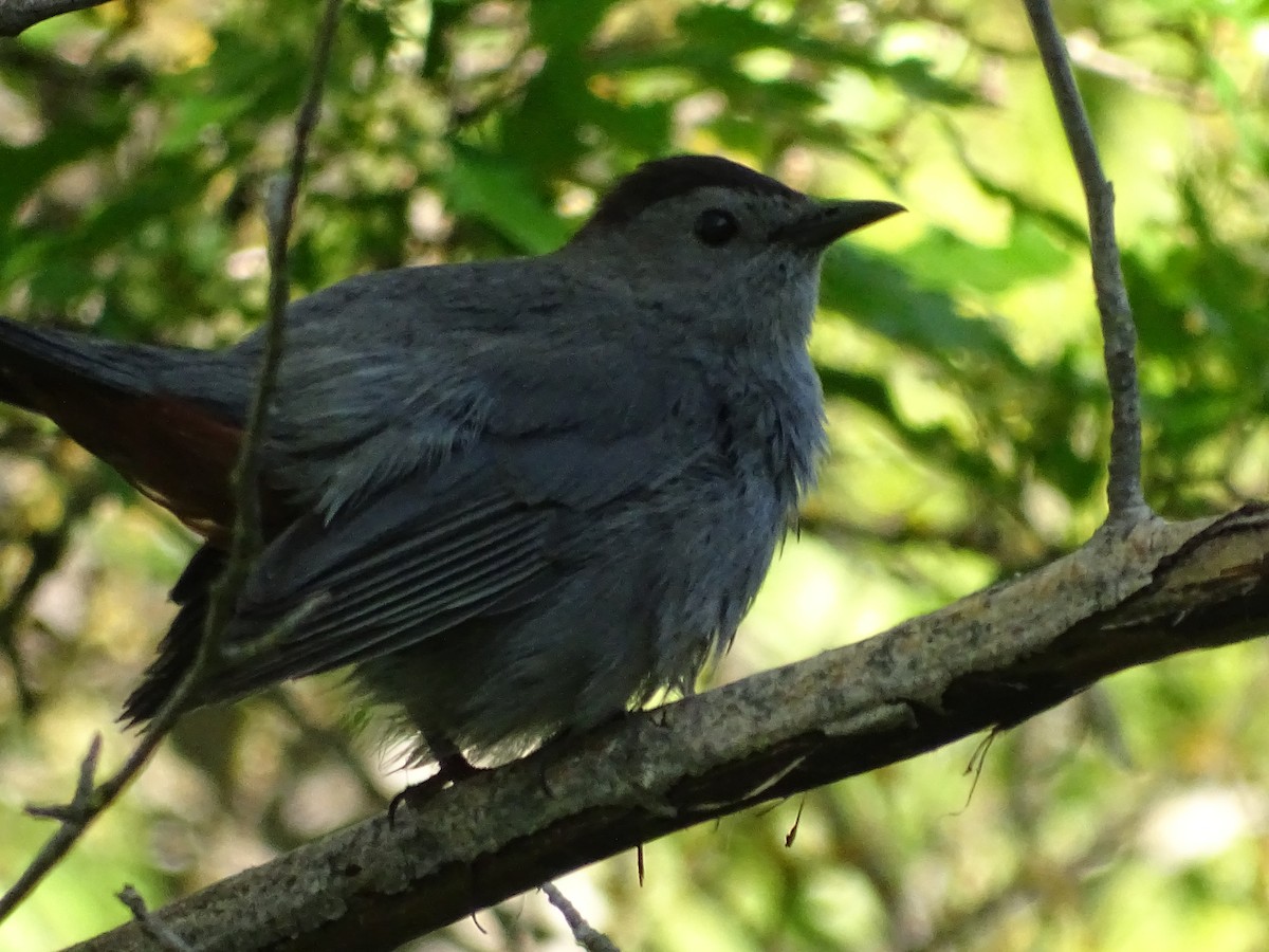 Gray Catbird - ML620140643