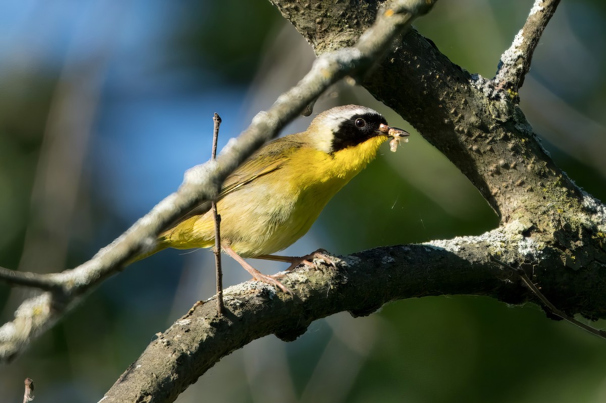 Common Yellowthroat - Mjack  13