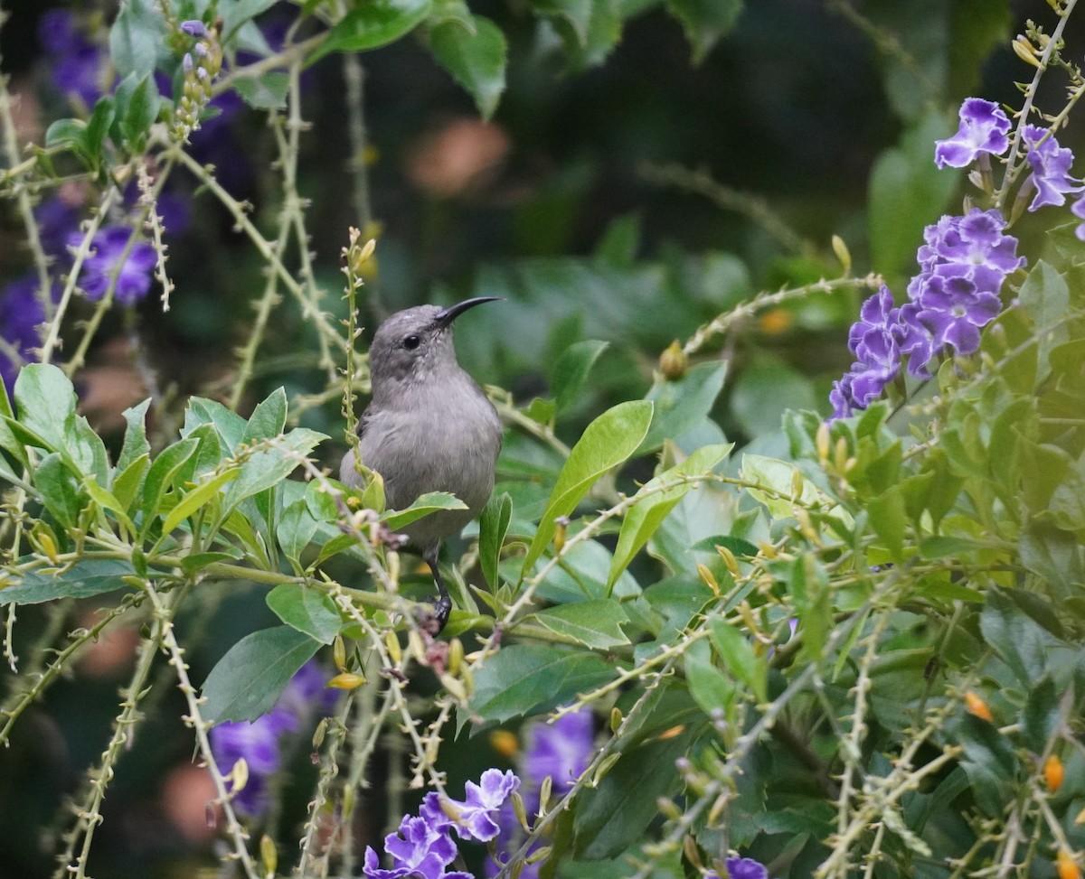 Southern Double-collared Sunbird - ML620140658