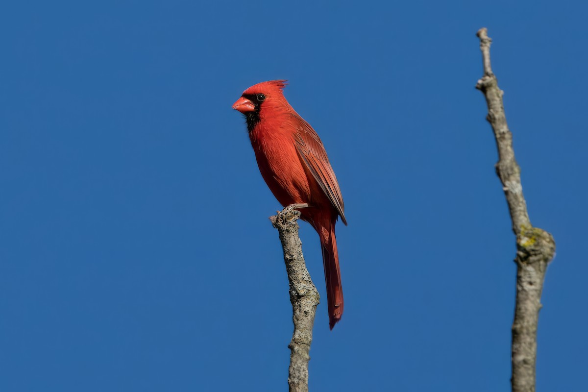 Cardinal rouge - ML620140679