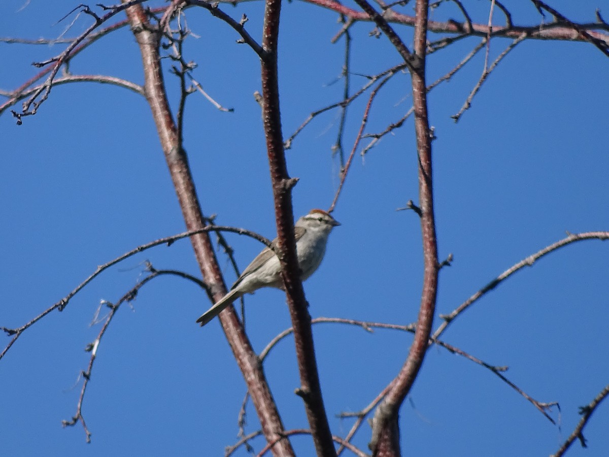 Chipping Sparrow - ML620140681