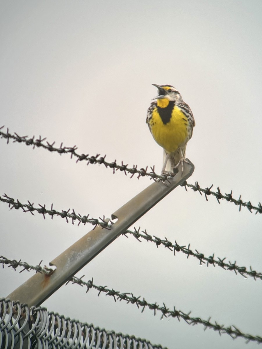 Eastern Meadowlark - ML620140683