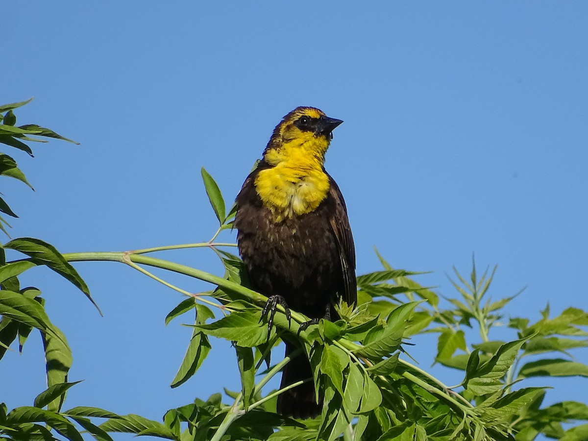 Yellow-headed Blackbird - ML620140685
