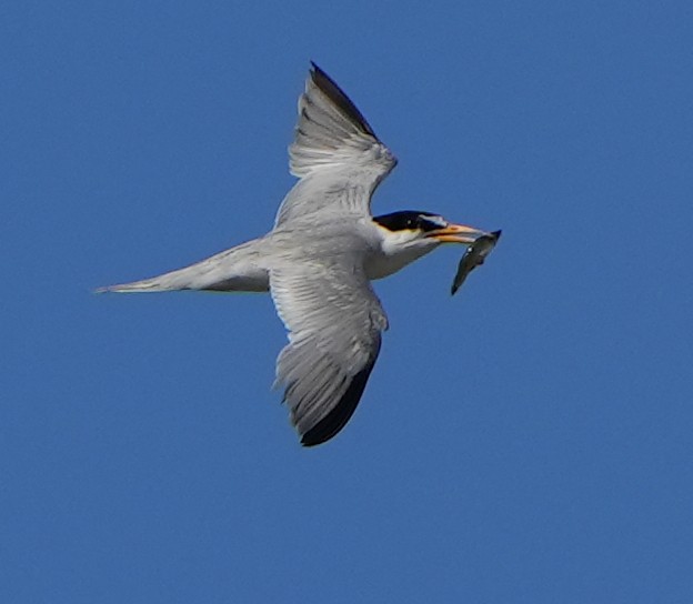 Least Tern - ML620140686