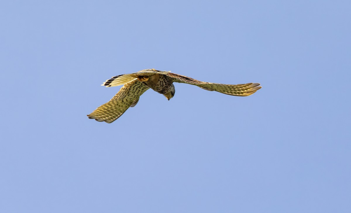 Eurasian Kestrel (Eurasian) - ML620140694