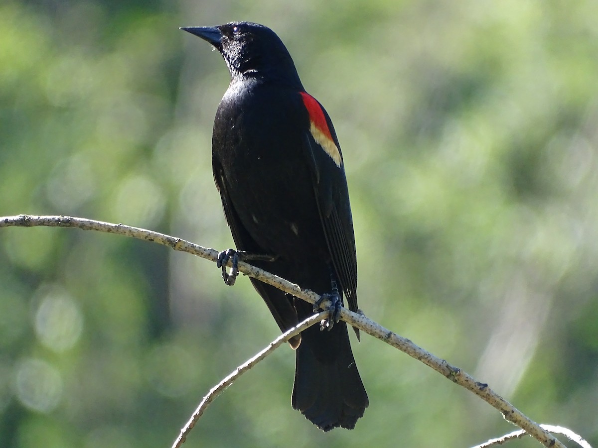 Red-winged Blackbird - ML620140698