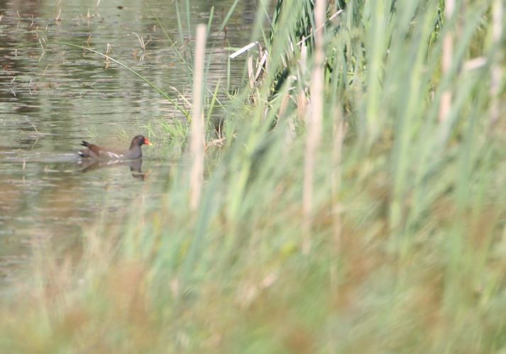 Eurasian Moorhen - ML620140700