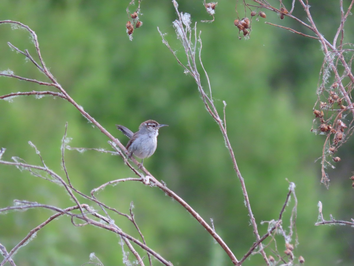 Bewick's Wren - Jerry Smit