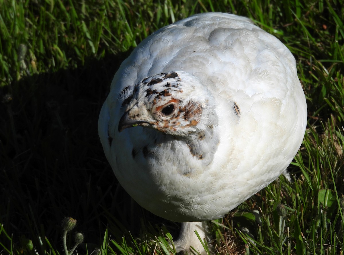 Willow Ptarmigan - ML620140705