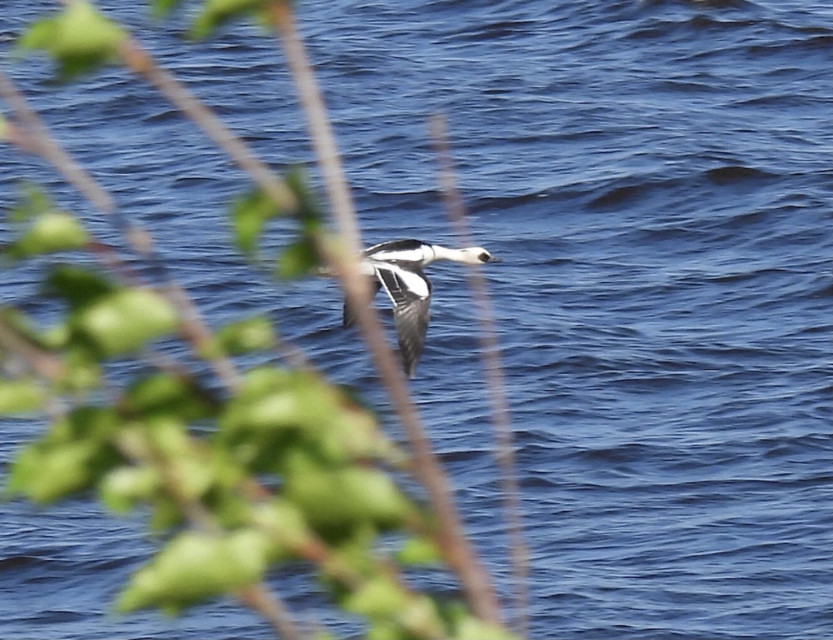 Smew - ML620140706