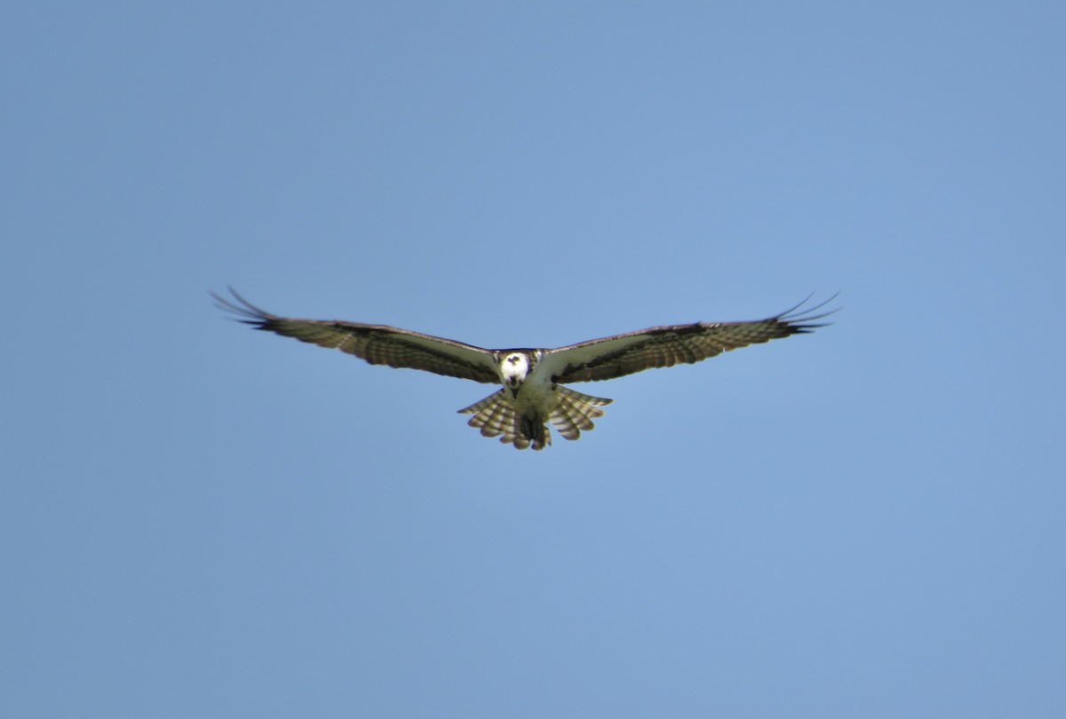 Águila Pescadora - ML620140708