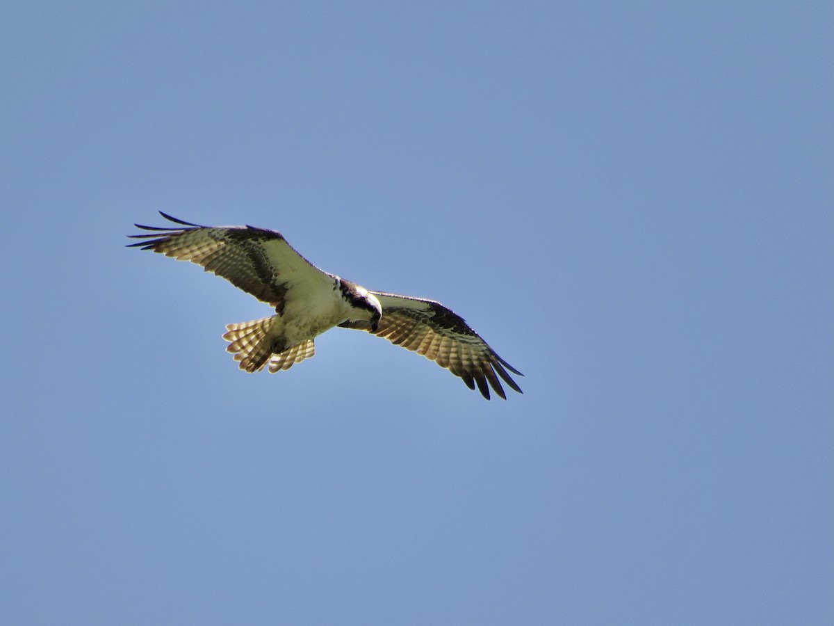 Águila Pescadora - ML620140709