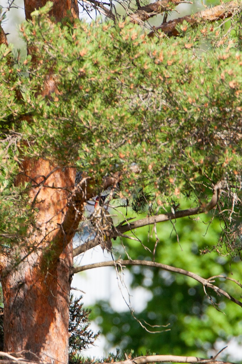 Eurasian Green Woodpecker - ML620140716