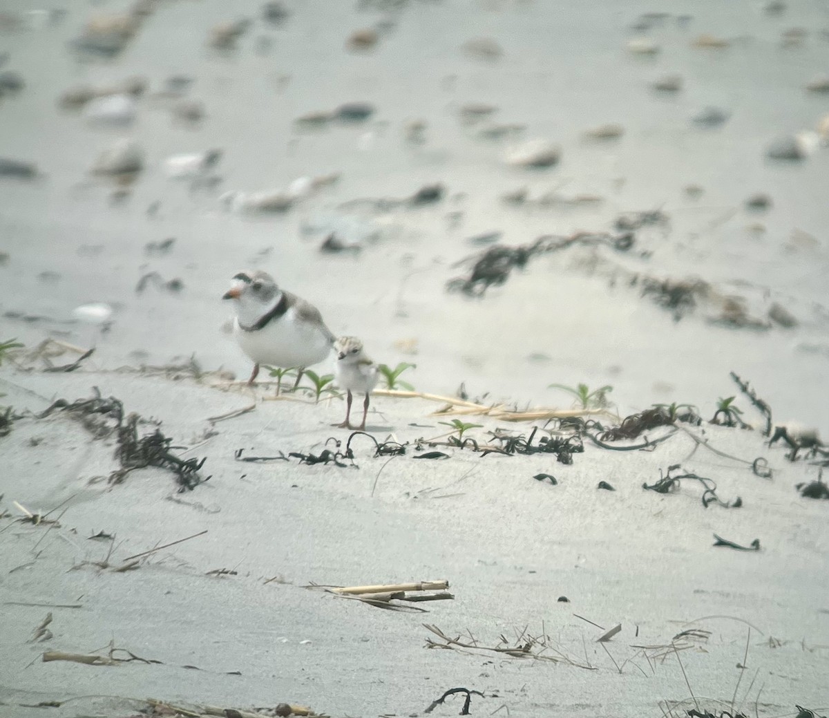 Piping Plover - ML620140717