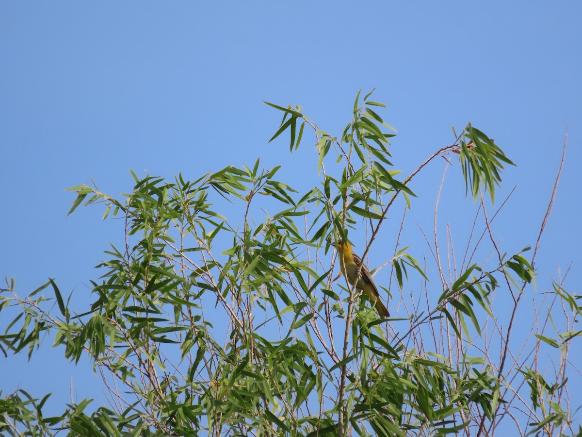 Bullock's Oriole - ML620140736