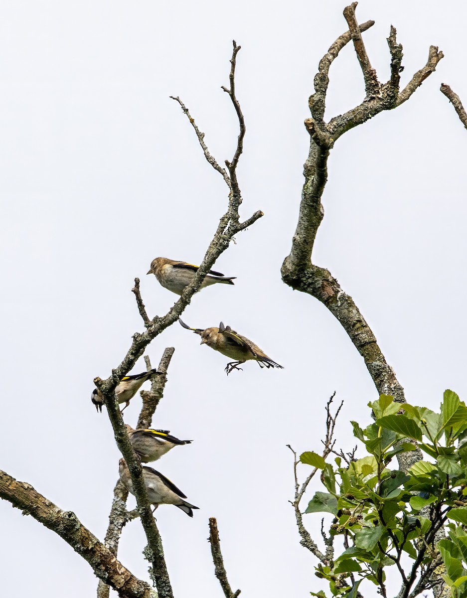 Chardonneret élégant - ML620140739