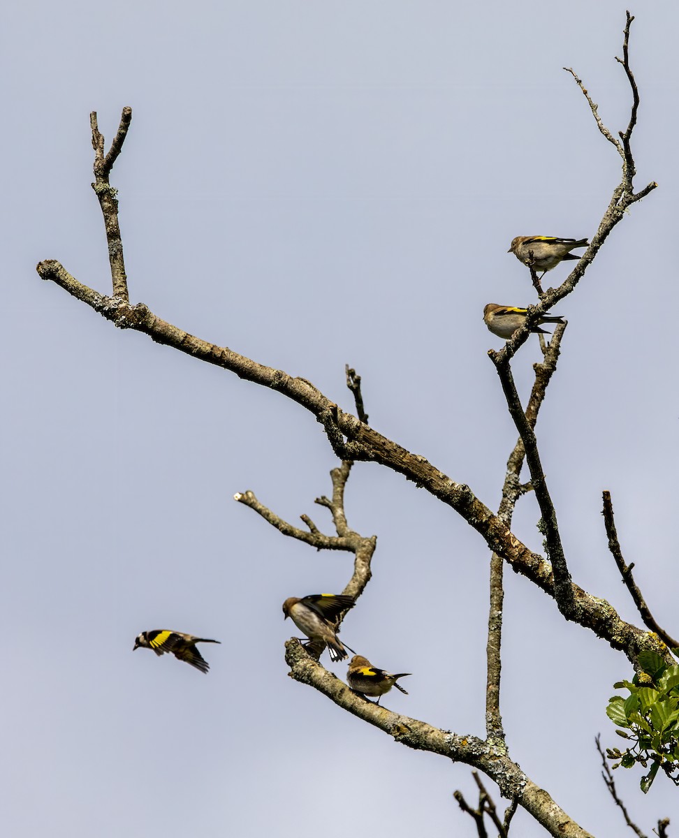 Chardonneret élégant - ML620140742