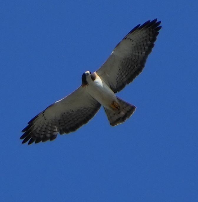 Short-tailed Hawk - ML620140746