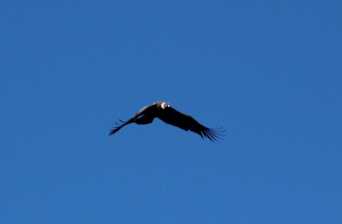 Condor des Andes - ML620140749